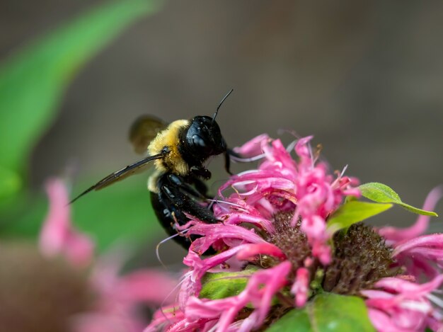 Selective focus closeup shot of a honeybee collecting nectar from a flower