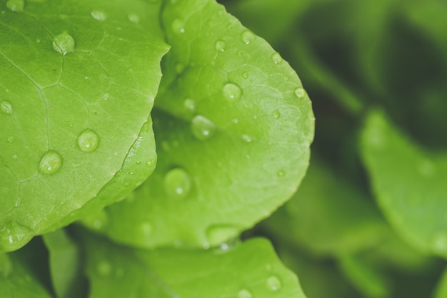 Selective focus closeup shot of morning dew on green leaves