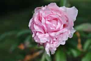 Free photo selective focus closeup shot of a pink rose flower