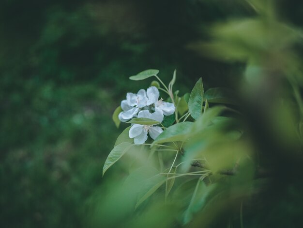 Selective focus closeup shot of white flowers with green leaves