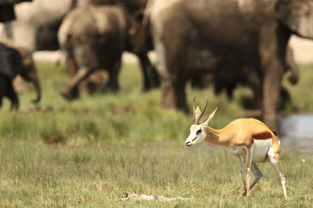 Selective focus closeup shot of a young gemsbok standing  with a herd of elephants