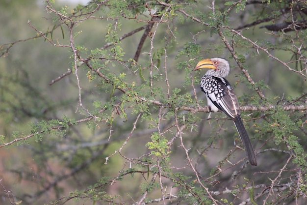 Selective focus closeup of the Southern Yellow-billed Hornbill perching on the tree