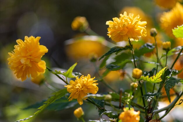 Selective focus closeup view of blooming  yellow chrysanthemums