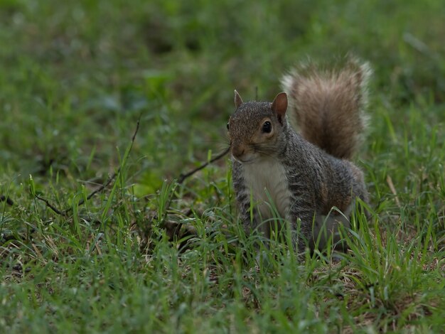 풀밭에 있는 귀여운 여우 다람쥐의 선택적 초점