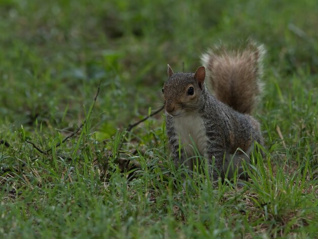 Selective focus of a cute Fox squirrel in the grass