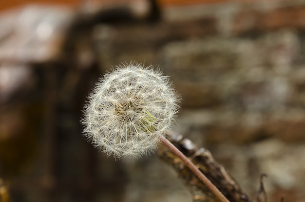 Selective focus  of a dandelion in front