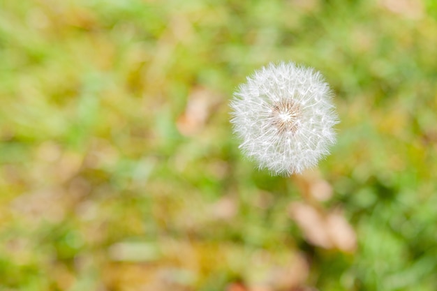 Selective focus of a dandelion surrounded by greenery in a field under the sunlight