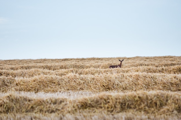 Selective focus of deer in a field covered in dried grass in the countryside