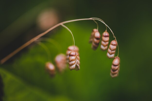 Selective focus of dry greater quaking grass under the sunlight with a blurry