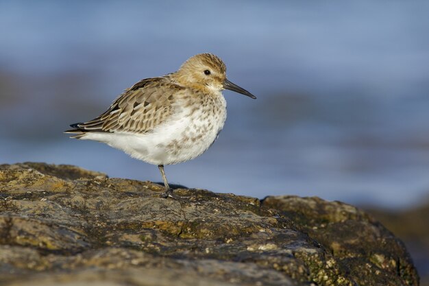 Selective focus of a dunlin standing on a rock under the sunlight
