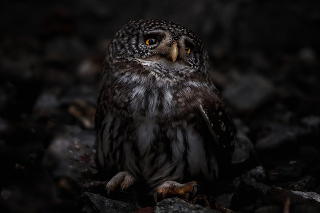 Selective focus of an endearing owl looking aside on blurred