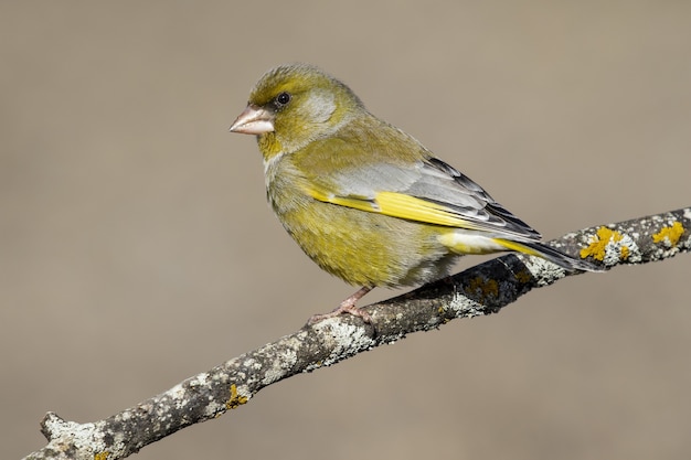 Selective focus of a European greenfinch standing on a tree branch under the sunlight