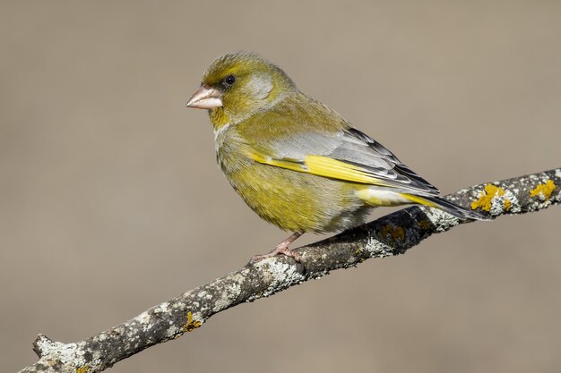 Selective focus of a European greenfinch standing on a tree branch under the sunlight