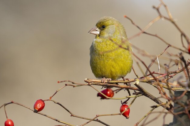 Selective focus of a European greenfinch standing on a tree branch under the sunlight