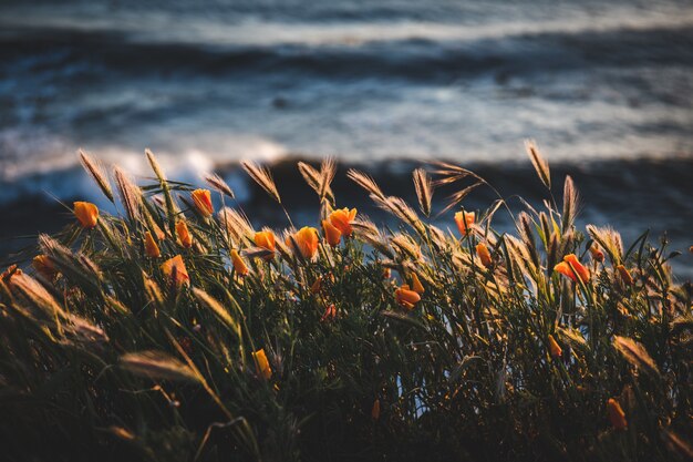 Selective focus  of a field with beautiful orange flowers near the body of water