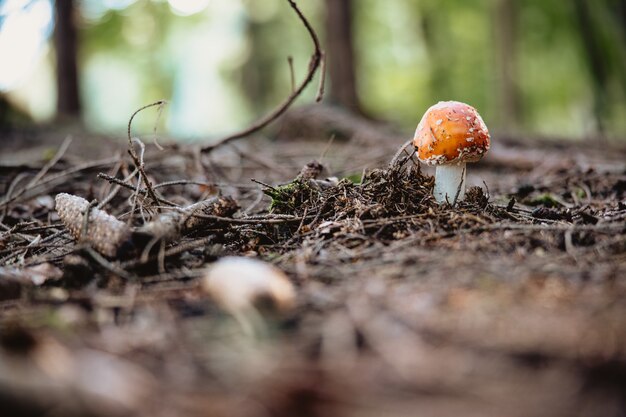 Selective focus of a fly agaric mushroom on a forest floor
