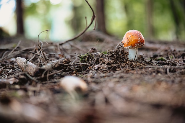 Selective focus of a fly agaric mushroom on a forest floor