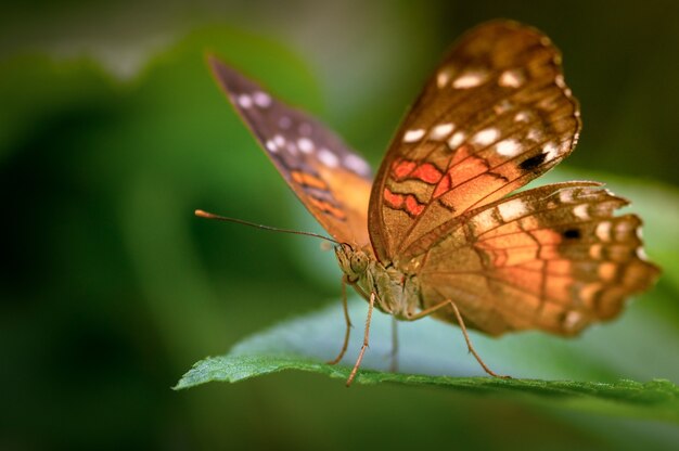 흐릿한 햇빛 아래 나뭇잎에 Fritillary 나비의 선택적 초점