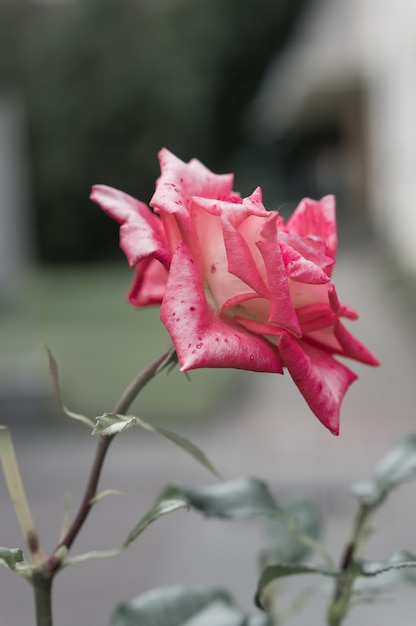 Selective focus of a garden rose under the sunlight