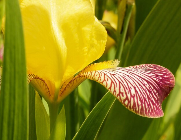 Селективный фокус растения Giardino dell iris в Лорийской области в Армении