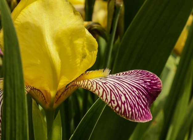 Selective focus  of a Giardino dell iris in Lori province in Armenia