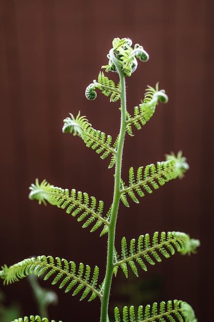 Selective focus of green fern leaf
