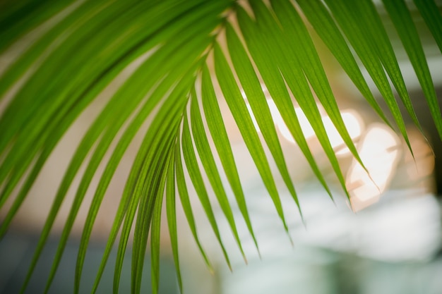 Selective focus of green leaf