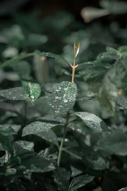 Селективный фокус растущего зеленого растения, покрытого каплями воды в саду