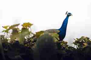 Free photo selective focus of indian peafowl