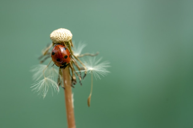 Free photo selective focus of the ladybug on the dandelion