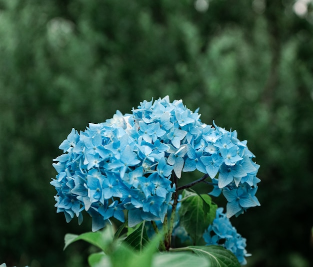Messa a fuoco selettiva di un piccolo bouquet di piccoli fiori blu