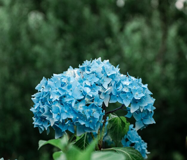 작은 파란 꽃의 작은 꽃다발의 선택적 초점