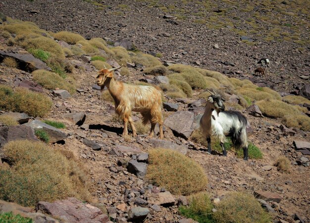 Селективное внимание горных козлов, пасущихся на неряшливом холме