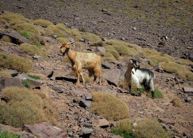 Selective focus of mountain goats grazing on a sloppy hill