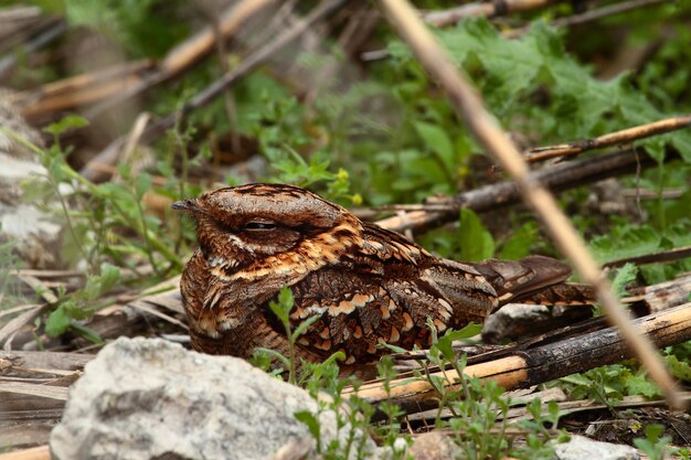 Selective focus of a Nightjar on tree branches surrounded by greenery under the sunlight