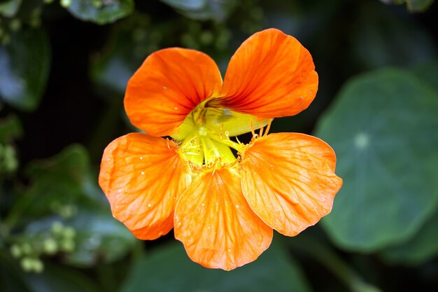 오렌지 Tropaeolum majus 꽃의 선택적 초점