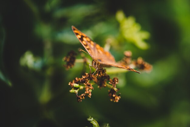 Selective focus of a Pararge on a plant in a field under the sunlight with a blurry background