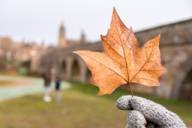 Free photo selective focus of a person in gloves holding a dry maple leaf at daytime