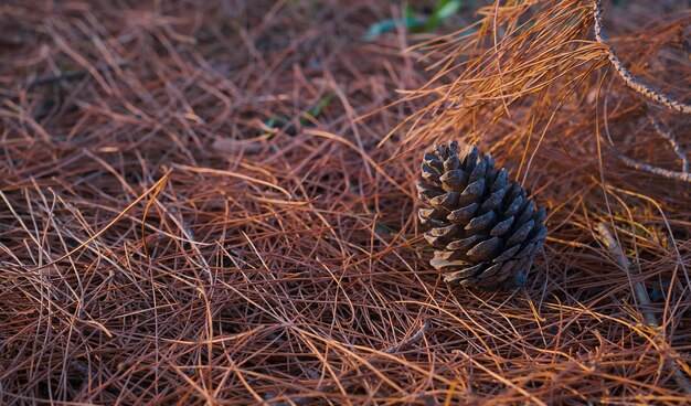 Selective focus on a pine cone on the forest floor covered with dry pine needles closeup Drought and fire danger in forests Change of ecology photo for article about fires
