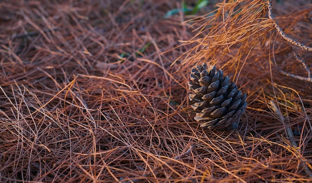 Selective focus on a pine cone on the forest floor covered with dry pine needles closeup Drought and fire danger in forests Change of ecology photo for article about fires