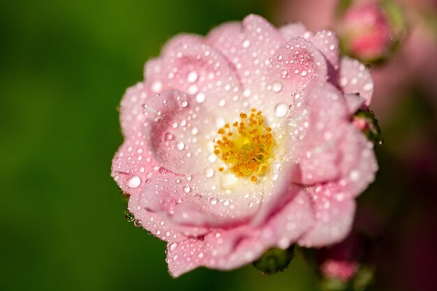 selective focus  of a pink flower with some droplets on its petals
