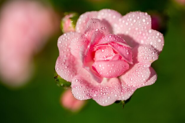 꽃잎에 약간의 물방울이있는 분홍색 꽃의 선택적 초점