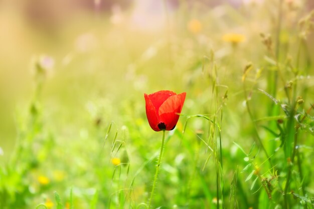 Selective focus of a red poppy in a field under the sunlight