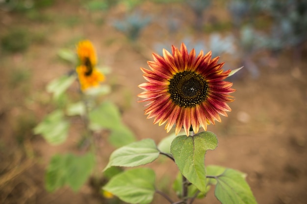 Selective focus of a red sunflower in a garden at daylight with a blurry background
