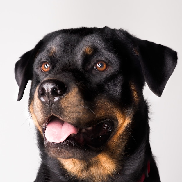 Selective focus of the Rottweiler dog with it's tongue out isolated on a white background