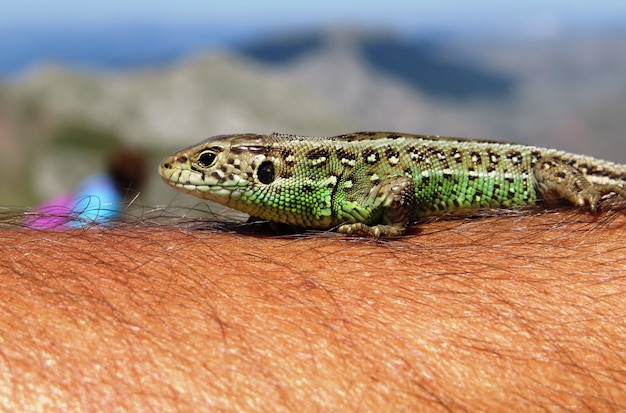 Free photo selective focus of a sand lizard (lacerta agilis) on a person's hand