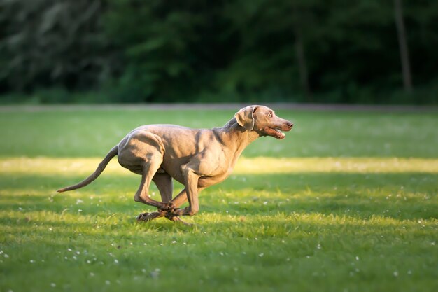 사랑스러운 갈색 Weimaraner 강아지의 선택적 초점 샷