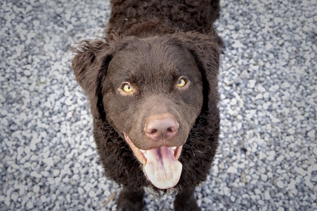 Foto gratuita colpo di messa a fuoco selettiva di un adorabile cane da riporto riccio