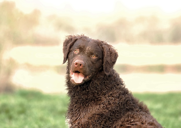 Foto gratuita colpo di messa a fuoco selettiva di un adorabile retriever con rivestimento riccio