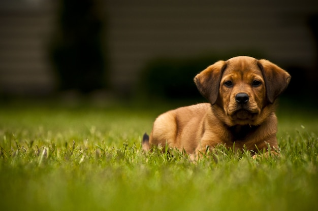 Selective focus shot of an adorable dog laying on a grassy field